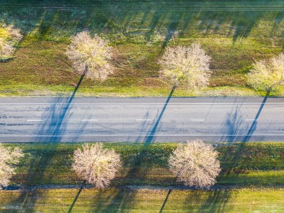 Aerial Image of ROADSIDE TREES AT NEWSTEAD